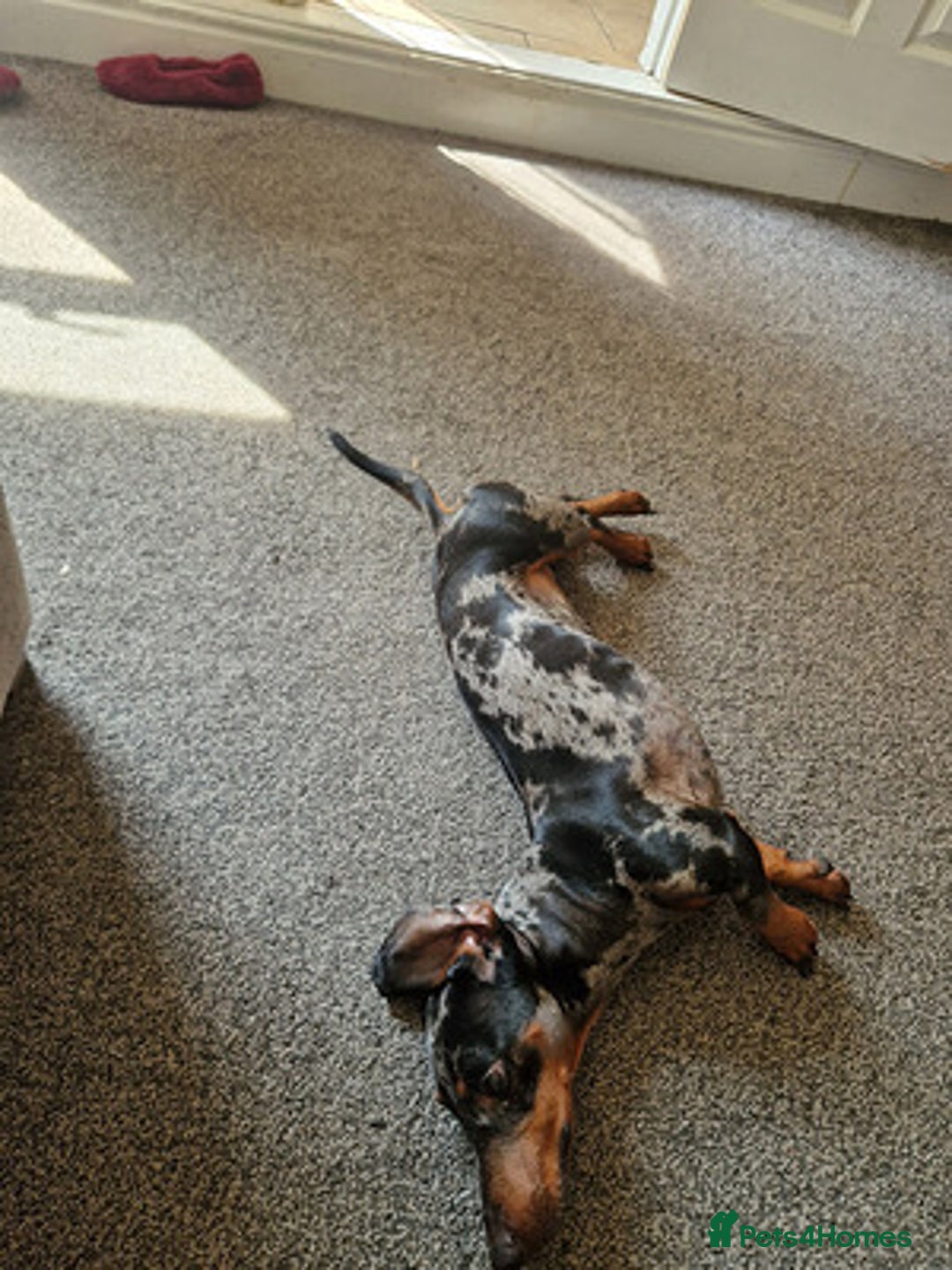 Dachshund dogs for sale: Adorable Dachshund - Image 4