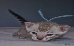 Bengal cats for sale: Pedigree Health Tested TICA Bengal Kittens - Image 16