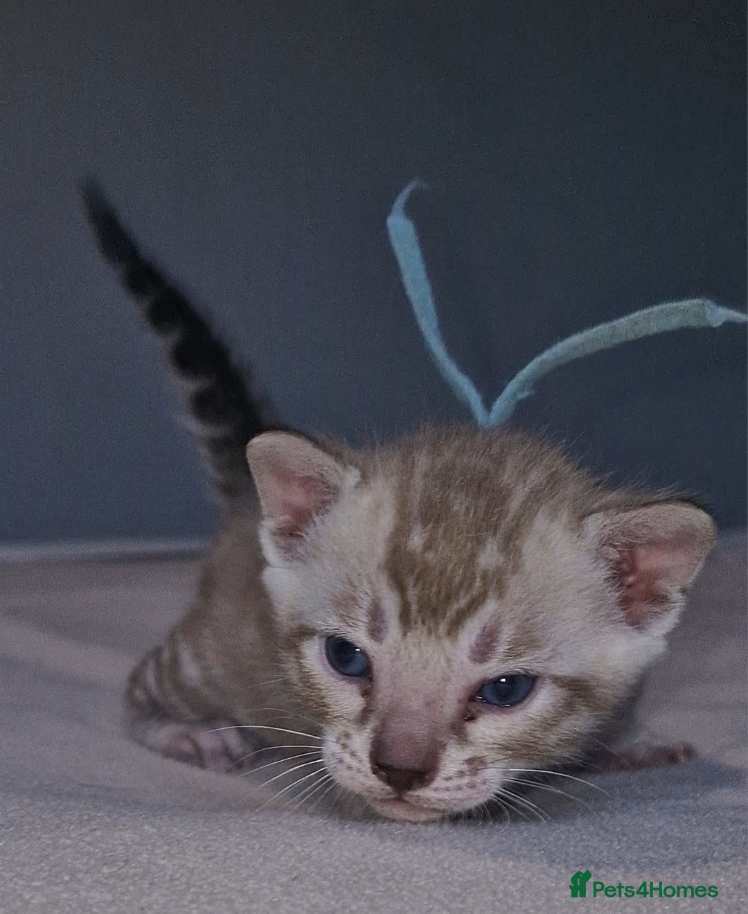 Bengal cats for sale: Pedigree Health Tested TICA Bengal Kittens - Image 16