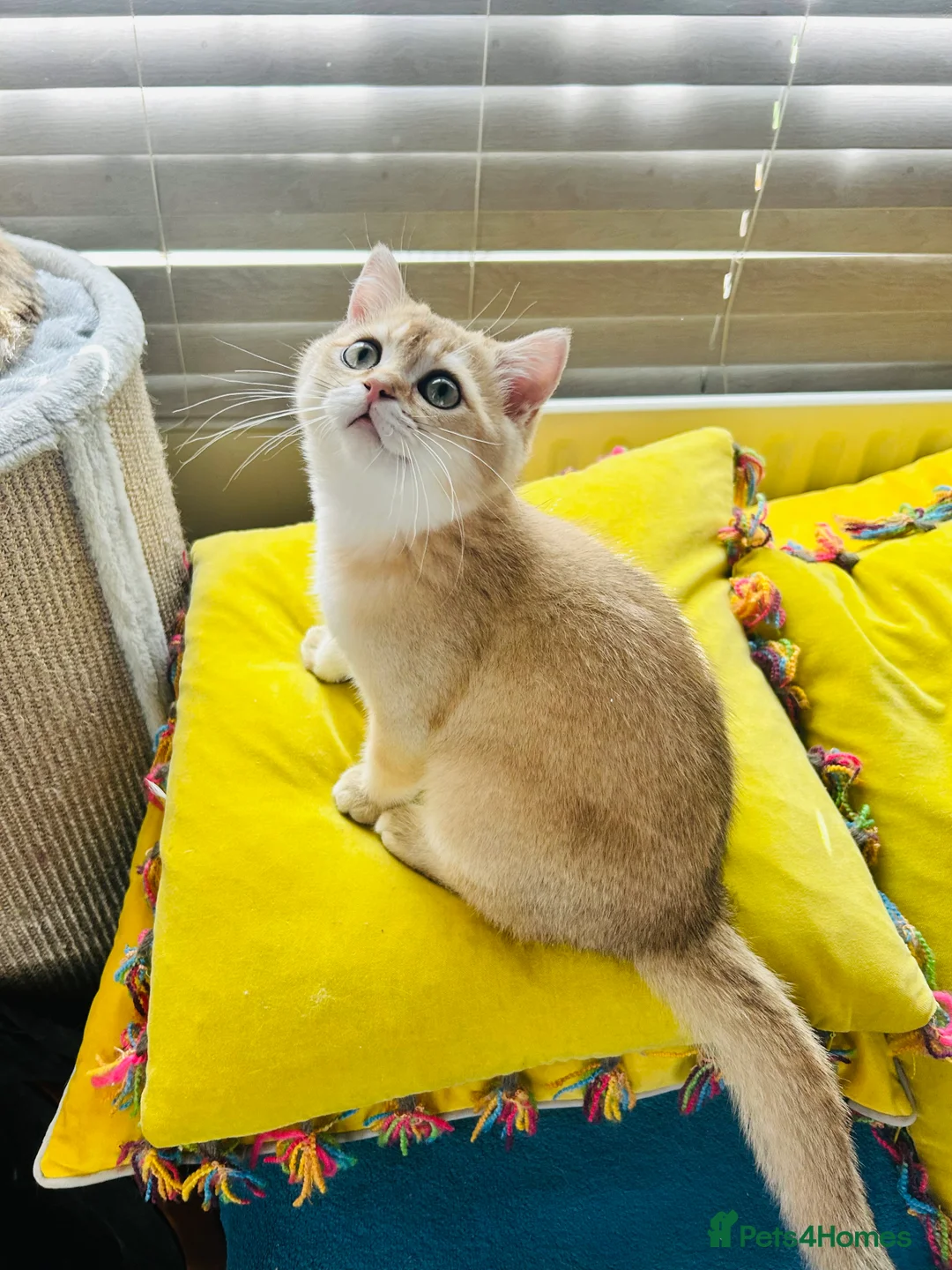 Scottish Fold cats for sale: Beautiful Golden Chinchilla kittens  - Advert 21