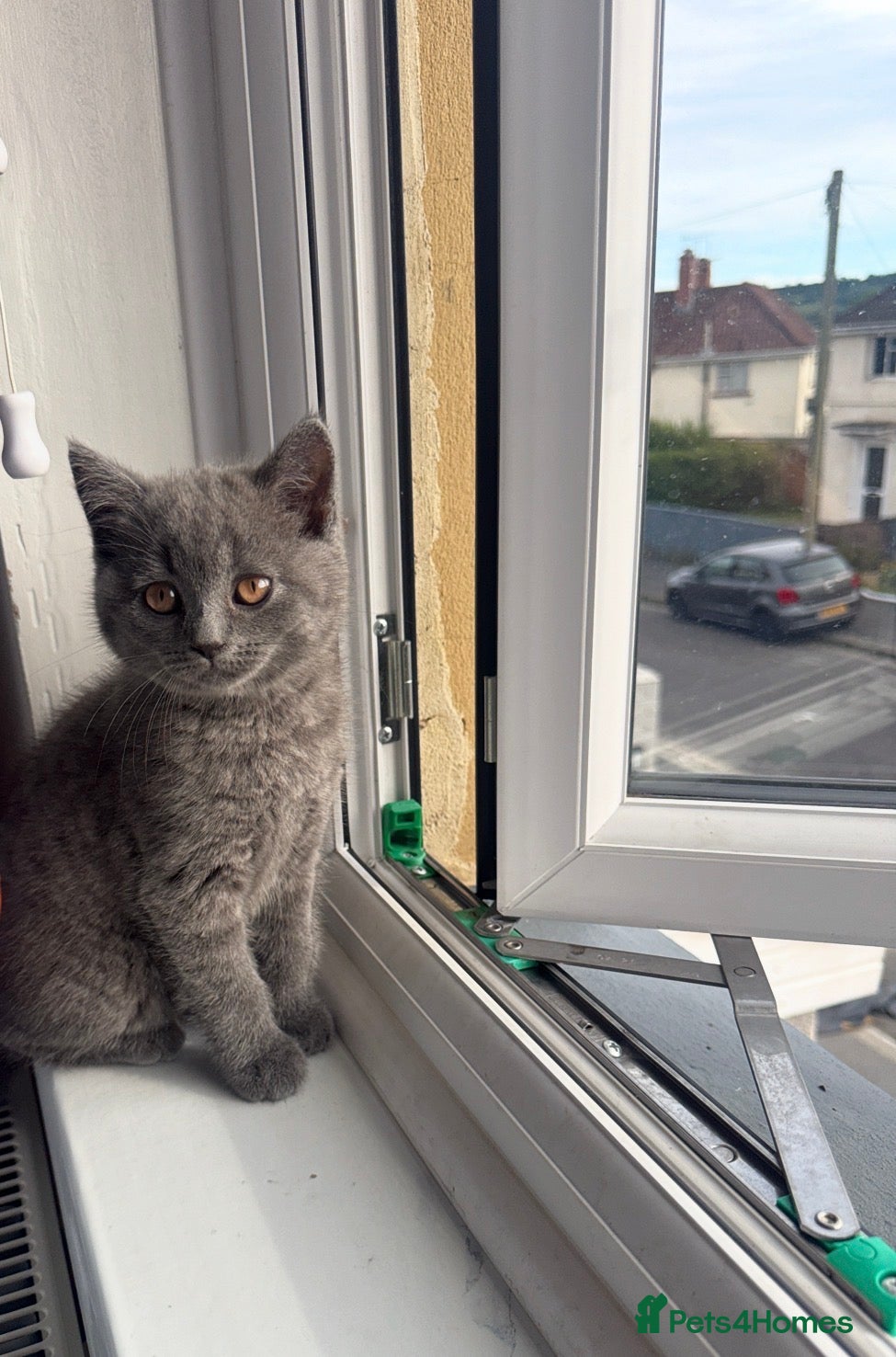 British Shorthair cats     British Shorthair Kittens – 3 Beautiful Girls - Advert 2
