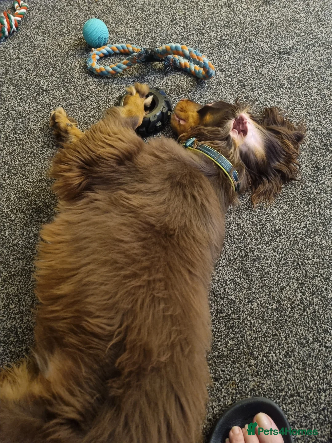 Cocker Spaniel dogs for sale: Springer spaniel - Advert 2