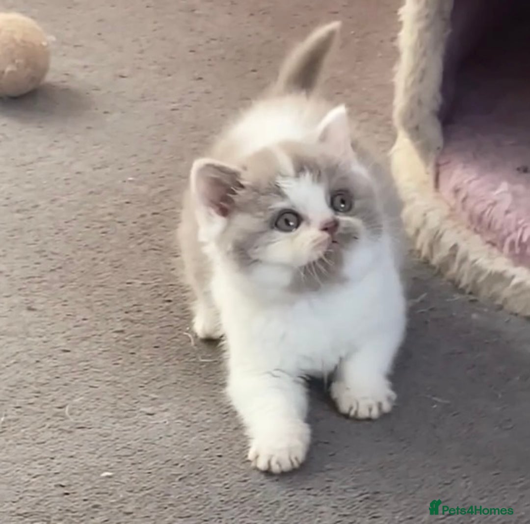 British Shorthair cats for sale: Gorgeous British Shorthairs TICA Registered - Advert 14