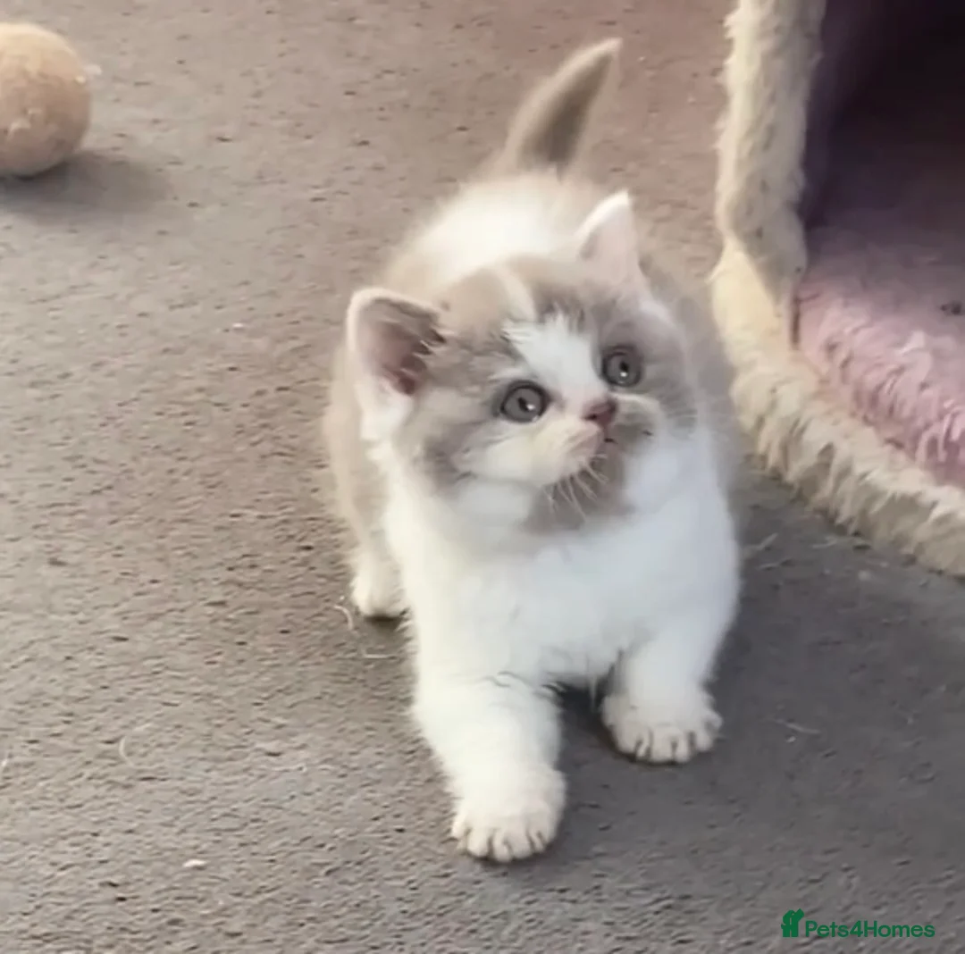 British Shorthair cats for sale: Gorgeous British Shorthairs TICA Registered - Advert 14