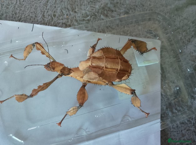Stick Insects invertebrates - Advert 3