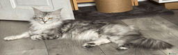 Maine Coon cats for sale: Stunning Maine Coon Kittens – 4 Girls & 1 Boy - Advert 23