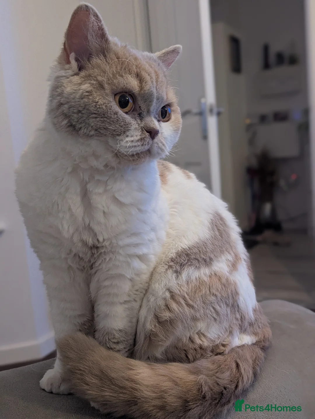 Selkirk Rex cats for sale: Beautiful Kittens – From Pedigree Selkirk Rex Mum - Advert 1