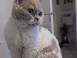 Selkirk Rex cats Beautiful Kittens – From Pedigree Selkirk Rex Mum - Advert 9
