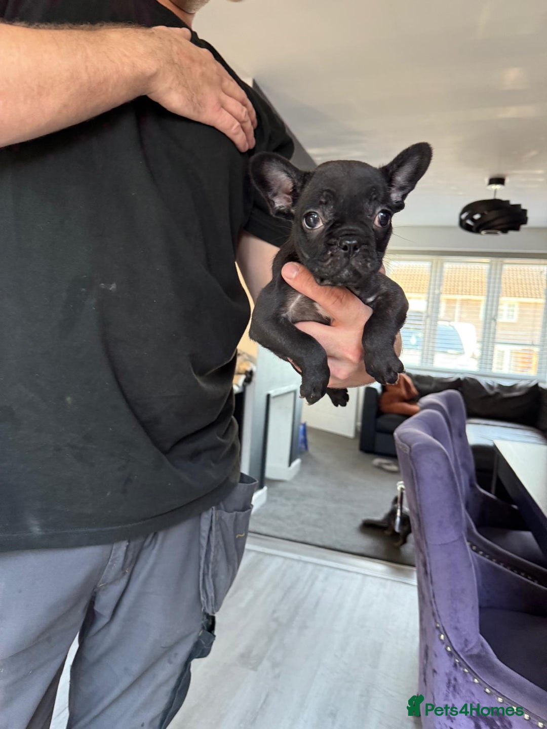 French Bulldog dogs for sale: French bulldog - Image 27