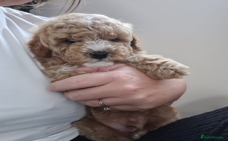 Maltipoo dogs - Advert 3