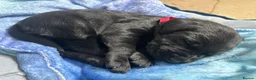Labrador Retriever dogs for sale: Beautiful black lab puppies from strong kc lines - Advert 2
