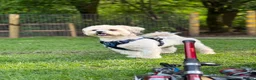 Shih Tzu dogs for sale: Shih tzu male for sale  in Widnes - Advert 1