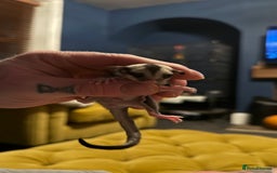 Sugar Glider rodents for sale: 4x sugar gliders - Advert 6