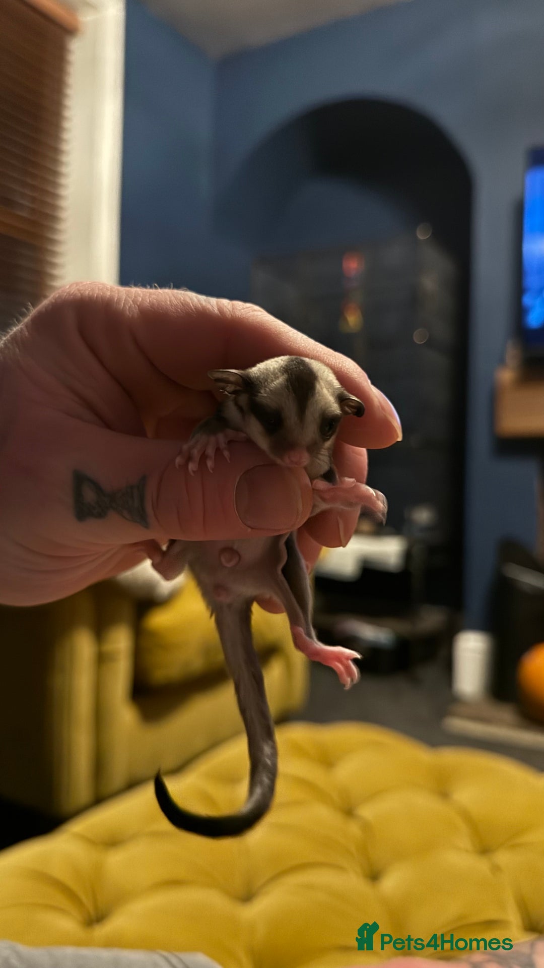 Sugar Glider rodents for sale: 4x sugar gliders - Advert 6