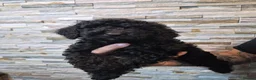 Cockapoo dogs for sale: 7 x F2 cockerpoo puppies 4 boys 3 girls - Advert 9