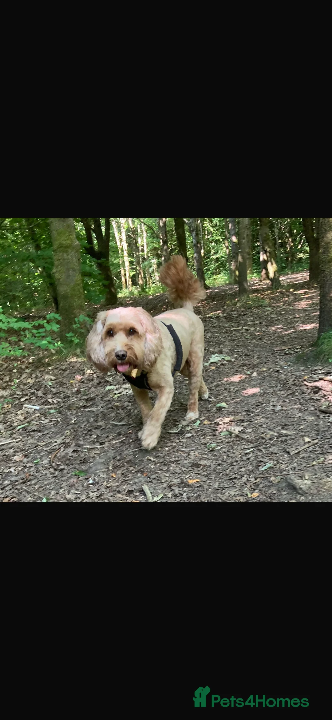 Cockapoo dogs for sale: Cockerpoo   for sale - Advert 5