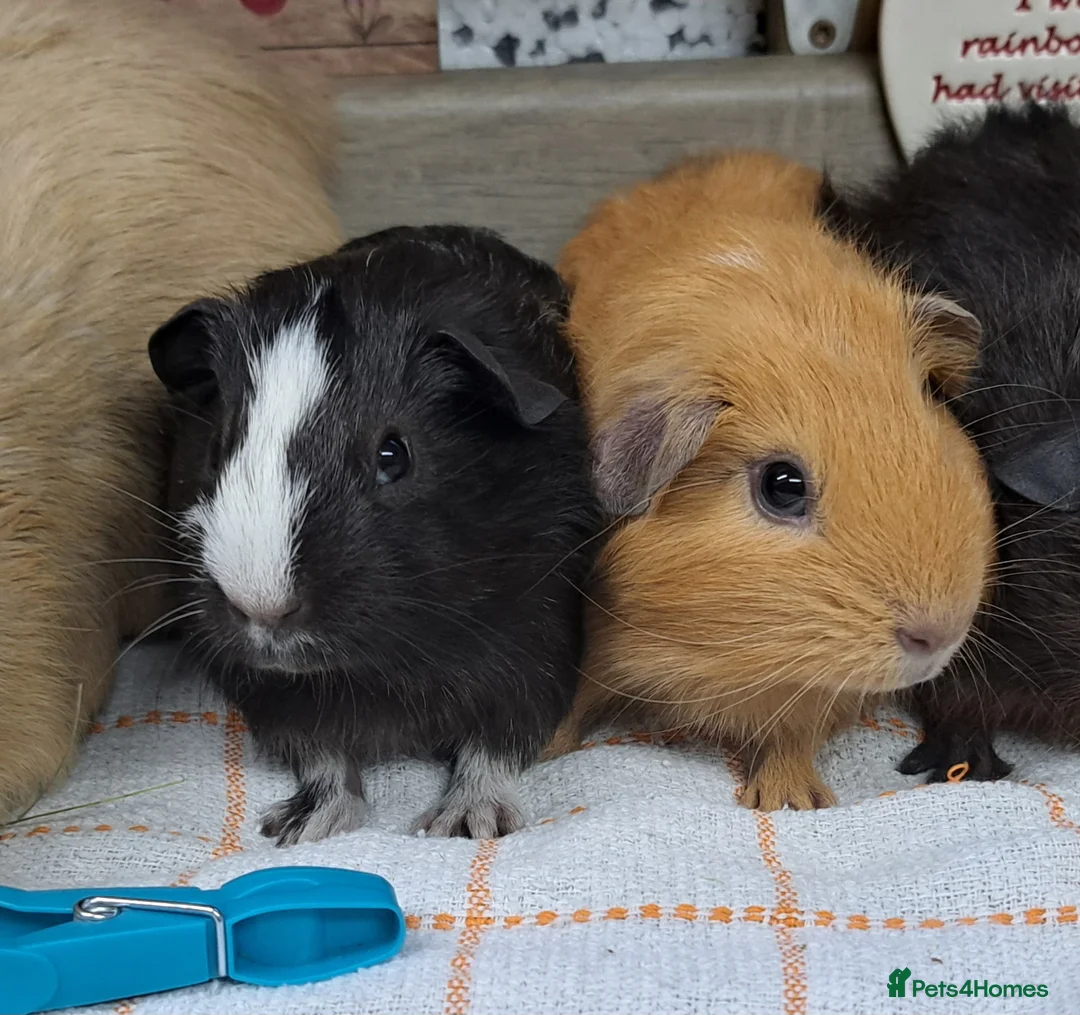 Guinea Pig rodents for sale: Baby Guinea pigs Boys - Leeds LS27  - Advert 1