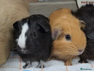 Guinea Pig rodents Baby Guinea pigs Boys - Leeds LS27 - Advert 7