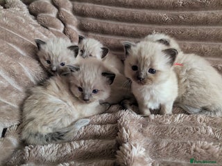 Ragdoll cats - Advert 36