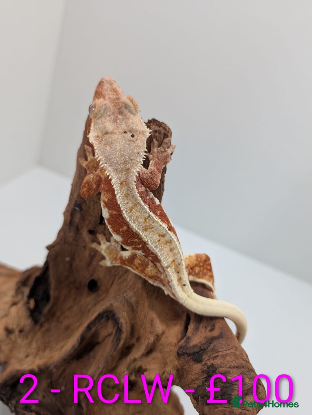 Gecko reptiles for sale: Adult Crested Geckos - Image 5