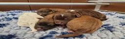 Cockapoo dogs for sale: 💥RARE COLOUR H/TESTED TOY F1 COCKAPOOS FOR SALE💥 - Advert 3