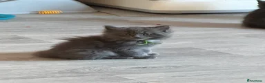Maine Coon Kitten 2