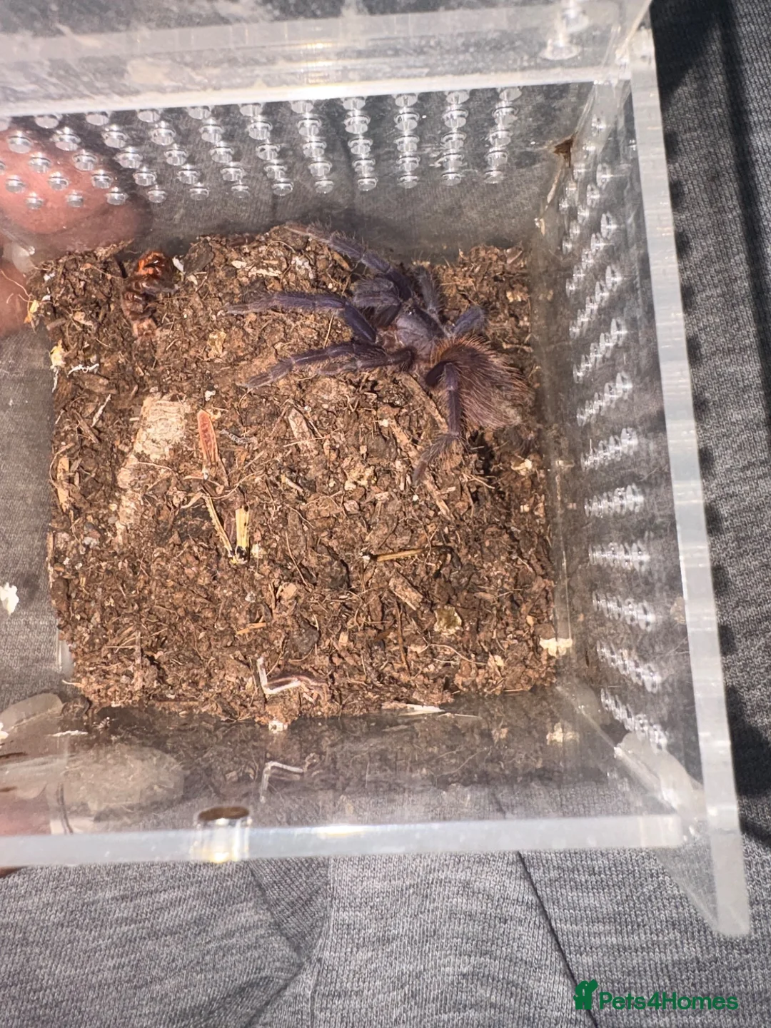 Tarantulas invertebrates for sale: Collection of Ts for sale - Advert 6