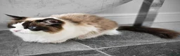 Ragdoll cats for sale: Ragdoll mix - Advert 1