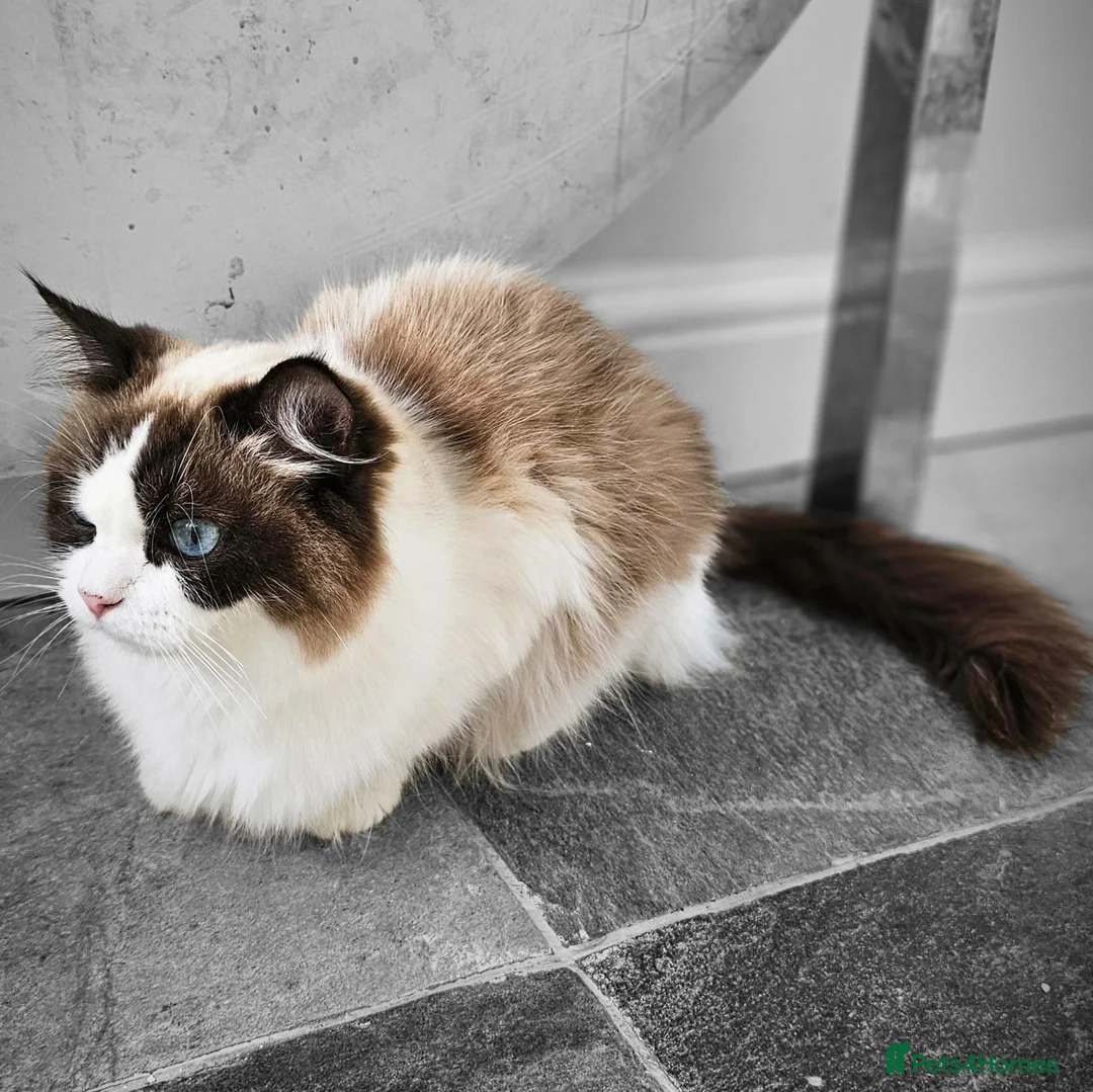 Ragdoll cats for sale: Ragdoll mix - Advert 1