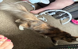 Domestic Shorthair cats for sale: 2 princes an 2 princess kittens  - Image 18