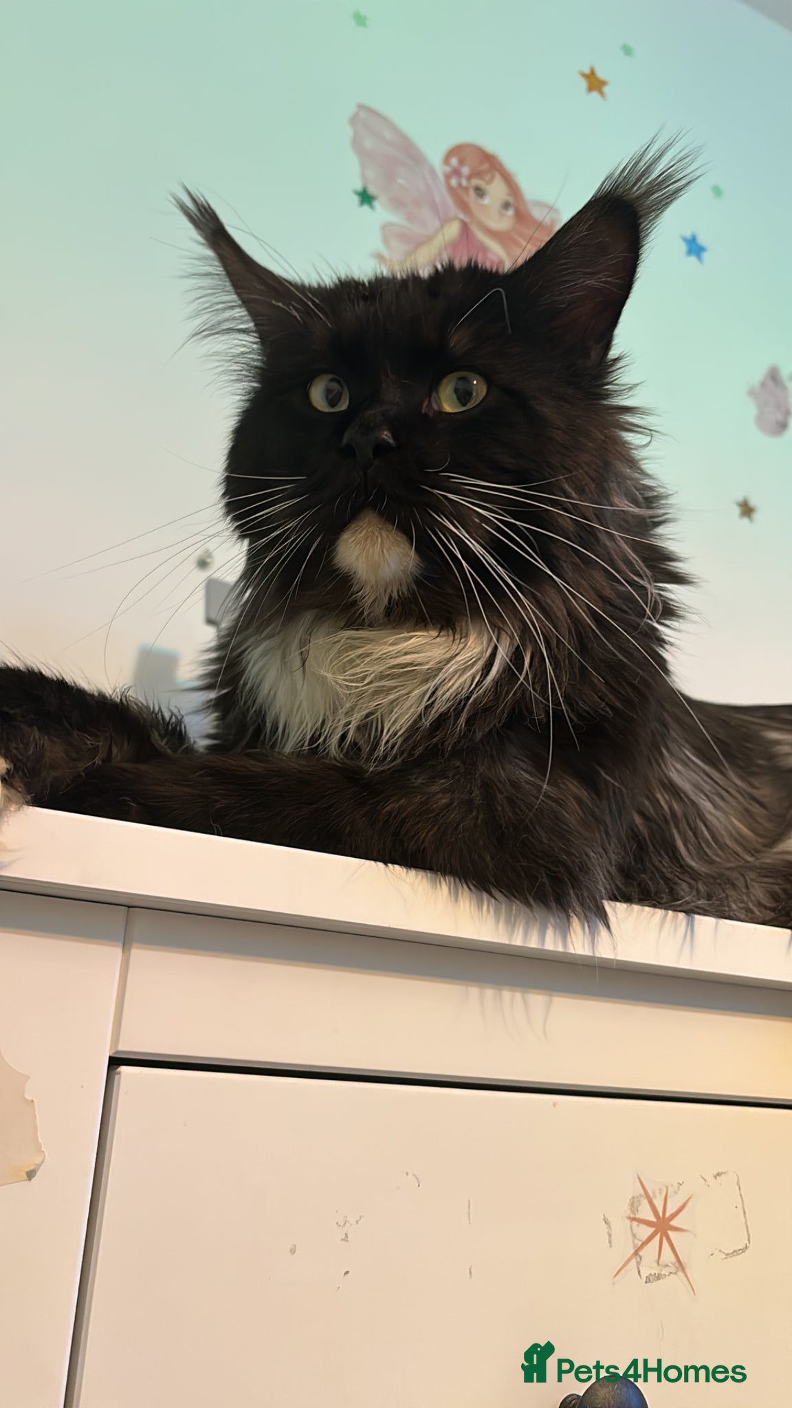 Maine Coon cats Champion XL Russian Maine coon X GCCF bengal - Advert 2