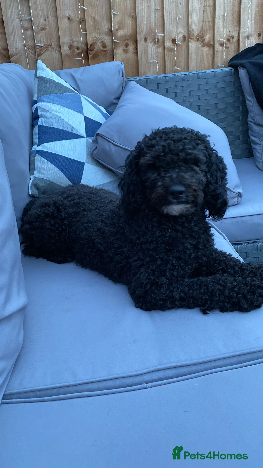 Sproodle dogs for sale: Gorgeous Sproodle Pups (Licensed Breeder) - Advert 3