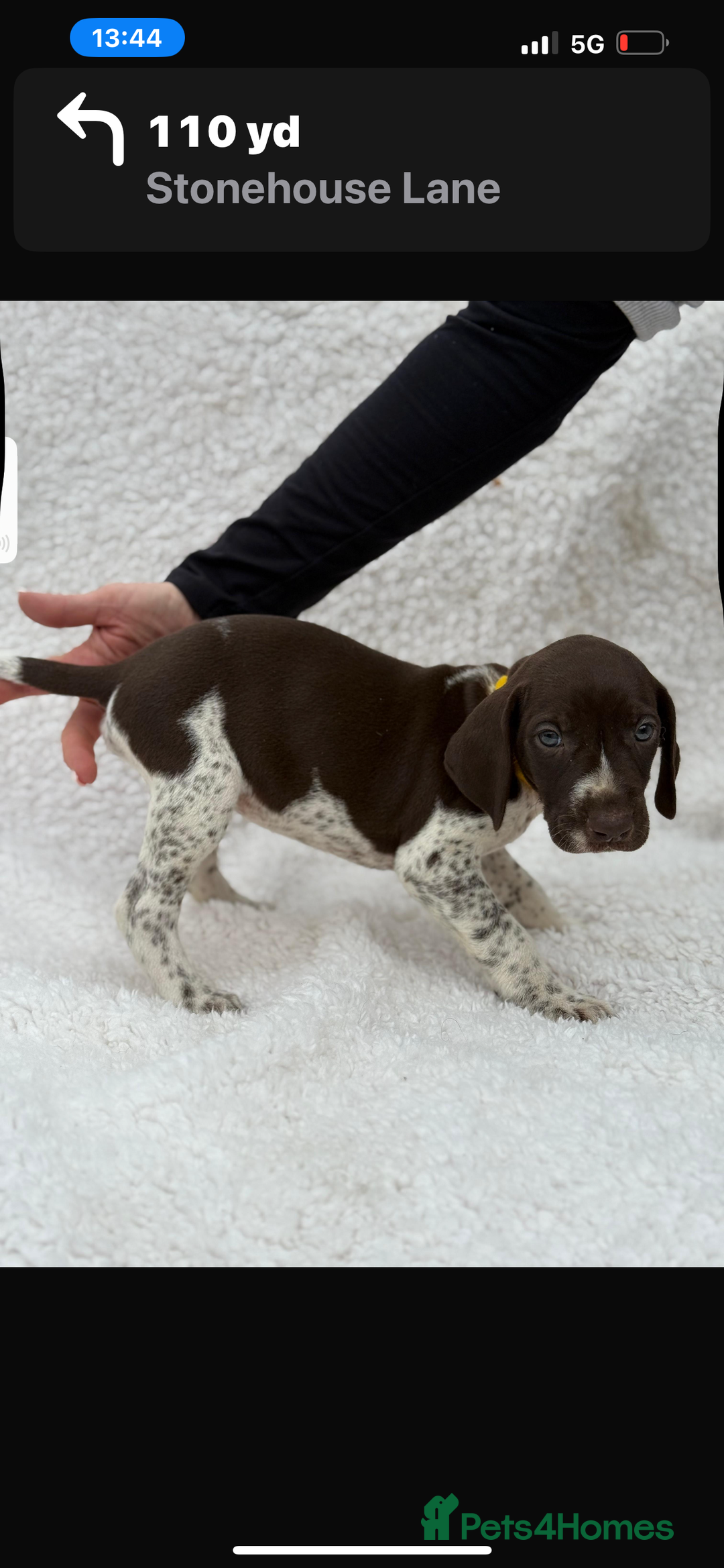 German Shorthaired Pointer dogs for sale: KC registered German Shorthair Pointer Puppy - Advert 14