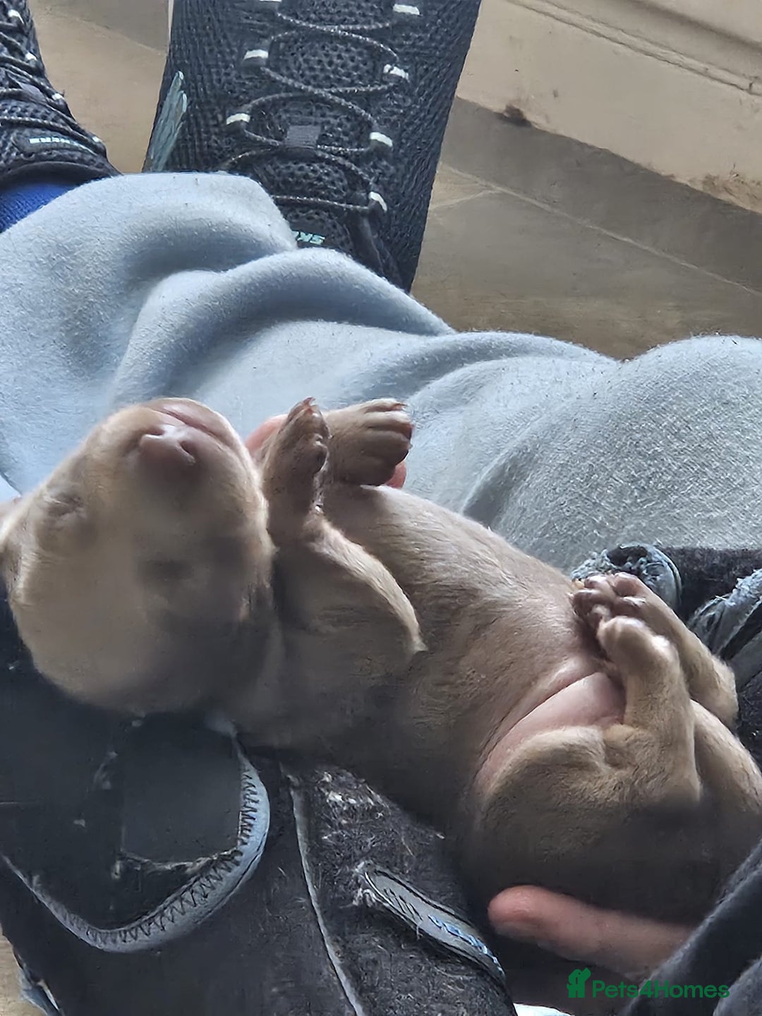 Dachshund dogs for sale: Dachshand girls for sale  - Advert 4