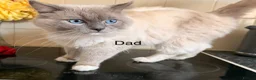 Ragdoll cats for sale: Purebred blue point ragdolls in Southend-on-Sea - Advert 11