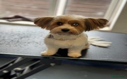 Biewer Terrier dogs for sale: 4 Biewer Terrier Puppies for Sale in Cheshire  - Image 18