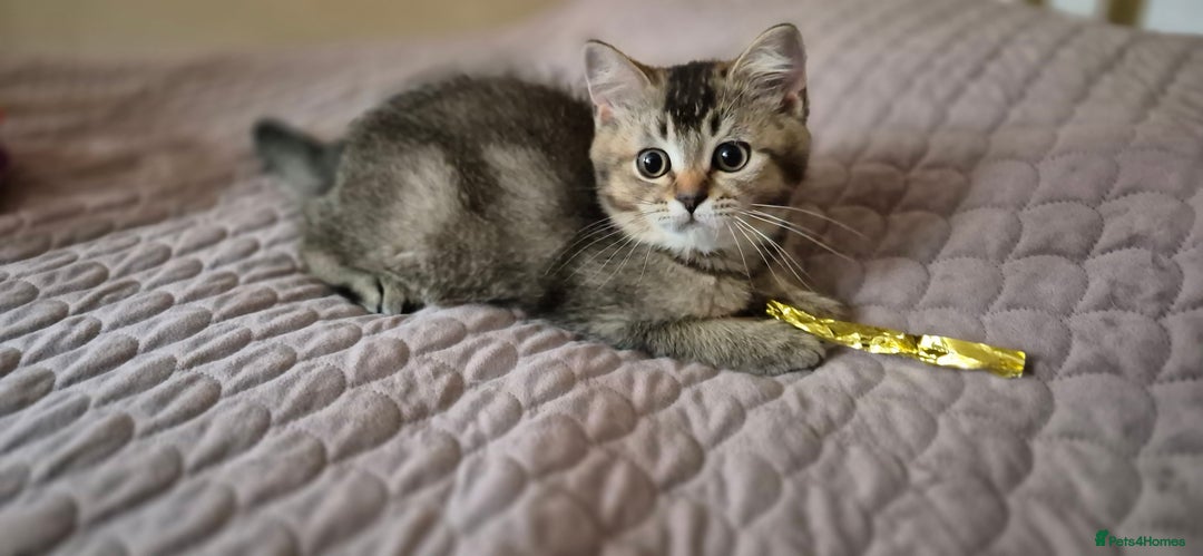 Scottish Fold cats for sale: TICA registered Scottish Fold ready to collect  - Image 15