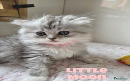 Persian cats for sale: Persian x Ragdoll - Image 8