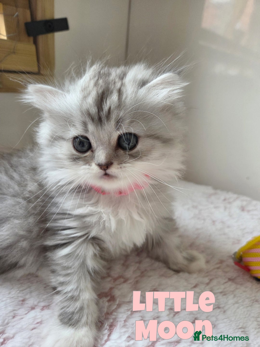 Persian cats for sale: Persian x Ragdoll - Image 8