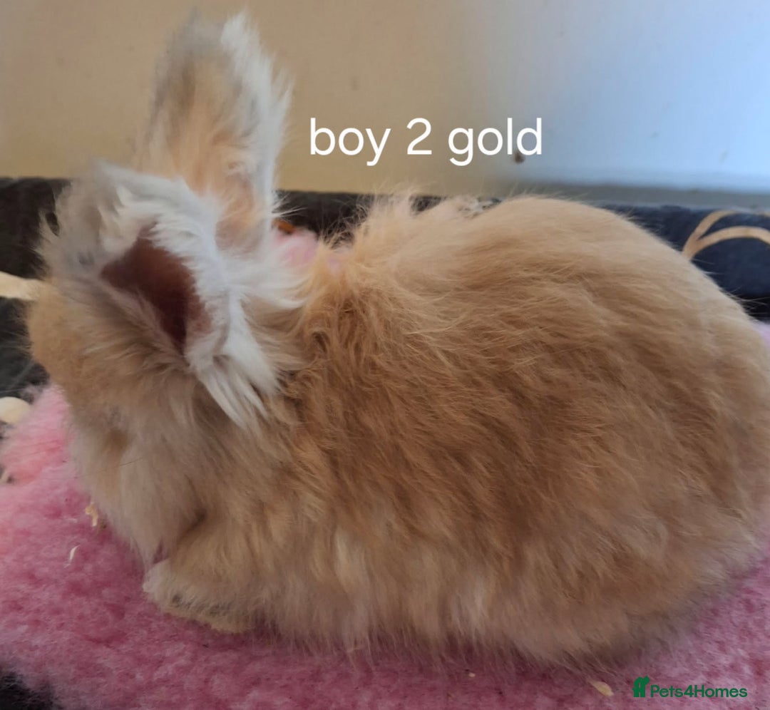 Angora rabbits for sale: Baby Angoras ready to reserve  - Image 7