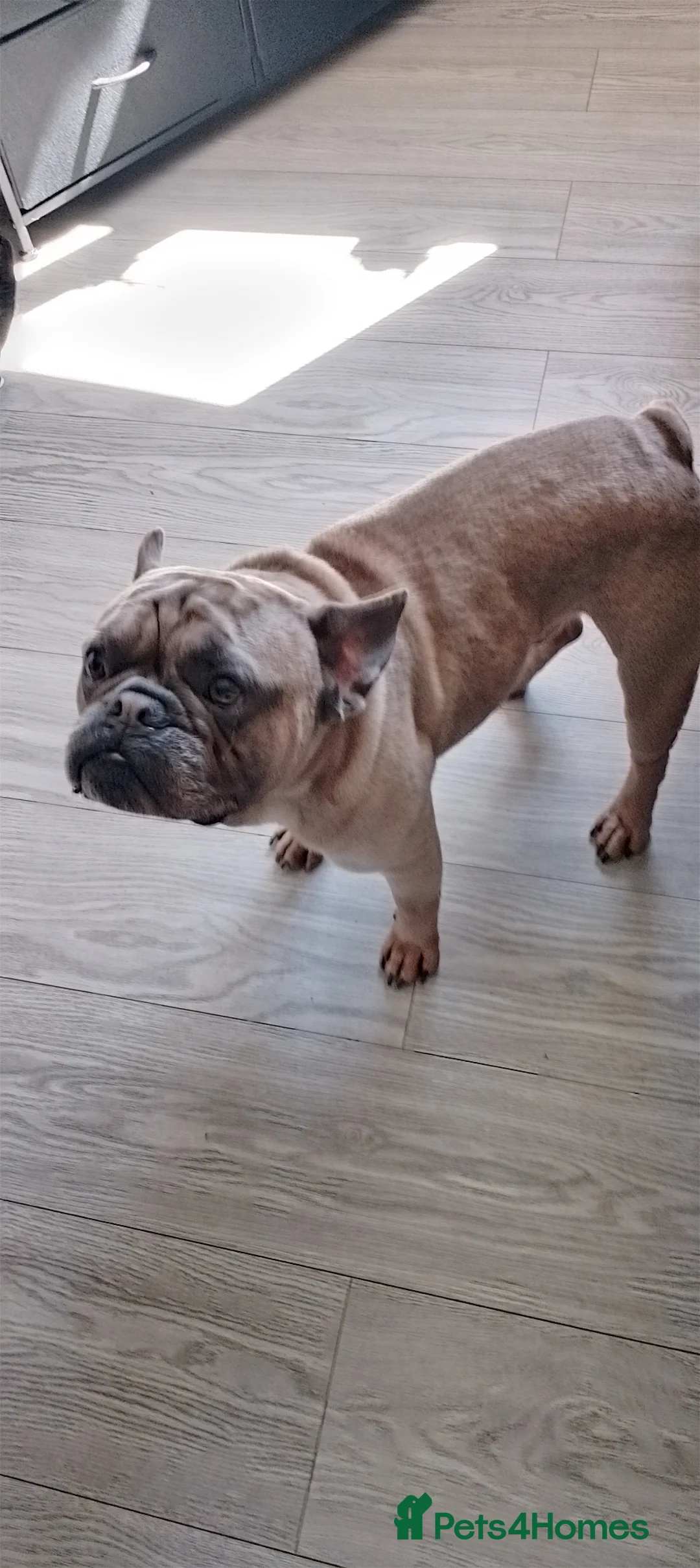 French Bulldog dogs for sale: For sale french bulldog  in Stoke-on-Trent - Advert 1