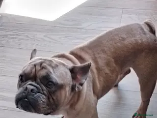 French Bulldog dogs For sale french bulldog - Advert 1