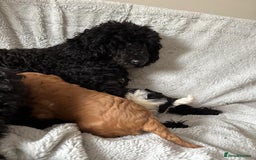 Cavapoo dogs for sale: Cavapoo puppies in Tewkesbury - Image 6