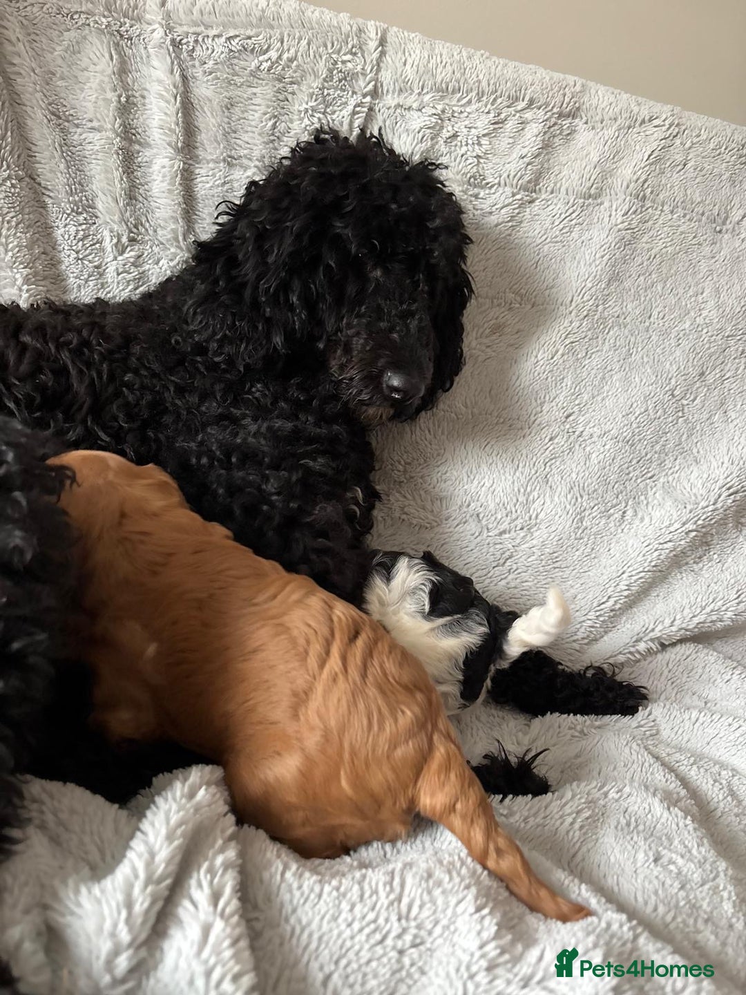 Cavapoo dogs for sale: Cavapoo puppies in Tewkesbury - Image 6