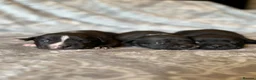 Staffordshire Bull Terrier dogs for sale: Stunning KC Staffordshire bull terrier puppies - Advert 23