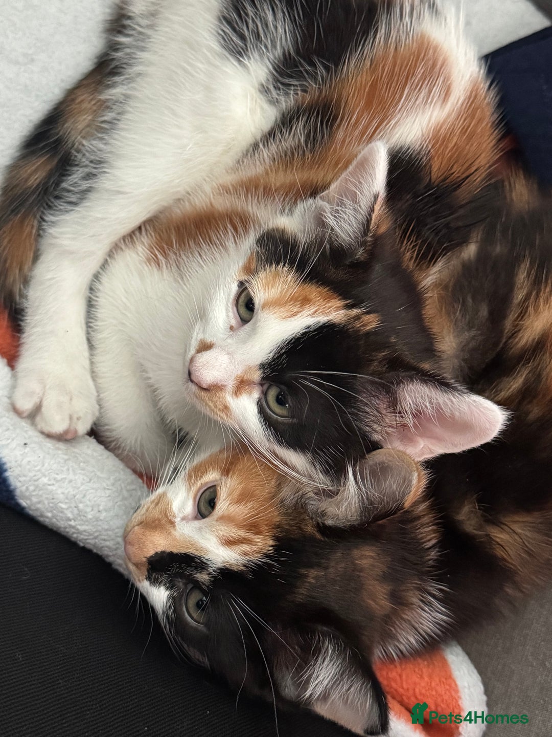 Mixed Breed cats for sale: 4 Kittens for sale (read the description) - Image 5