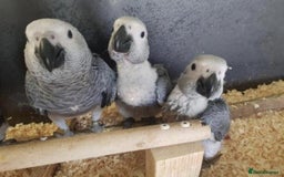 Parrots birds for sale: Tamed African Grey Parrots Available For Sale - Image 6
