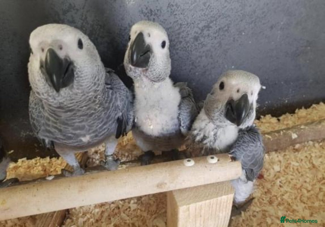 Parrots birds for sale: Tamed African Grey Parrots Available For Sale - Image 6