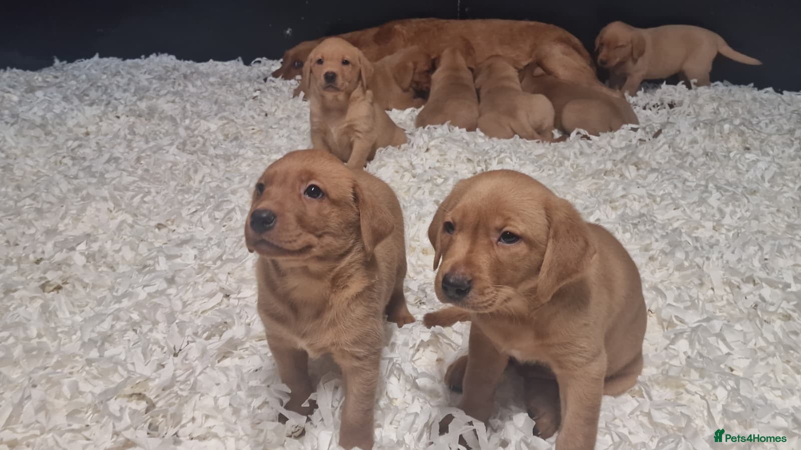 Labrador Retriever dogs Precious KC Reg Labrador Puppies Yellow/Fox Red - Advert 2