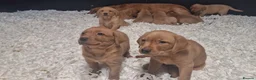 Labrador Retriever dogs for sale: Precious KC Reg Labrador Puppies Yellow/Fox Red - Advert 8